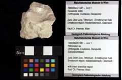 Foto (Objket + Etiketten) von Pithonoton sp. 